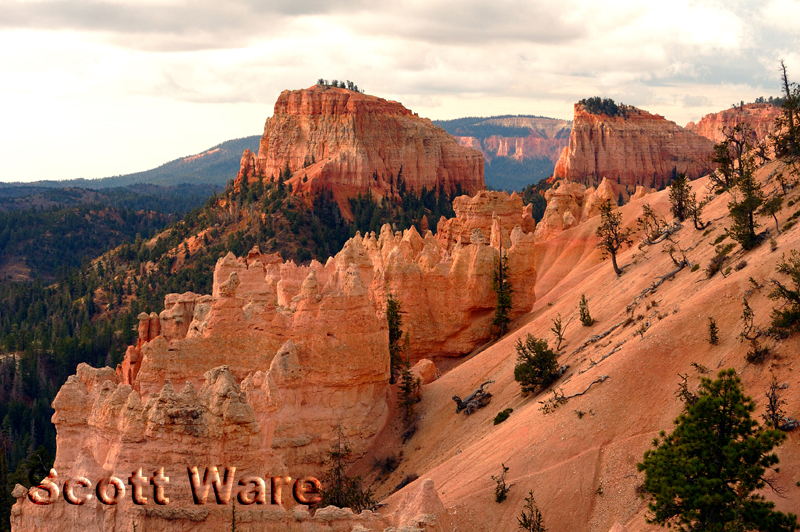 Bryce