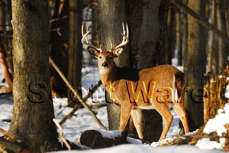 Deer