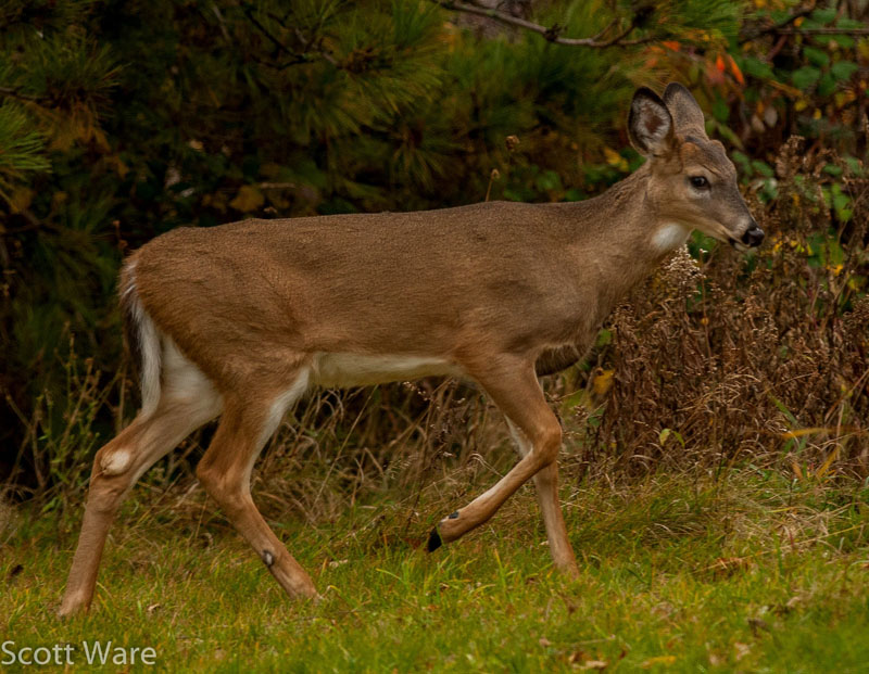 Button Buck