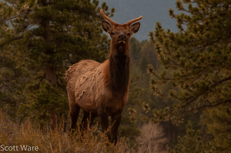 Elk