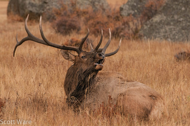 Elk