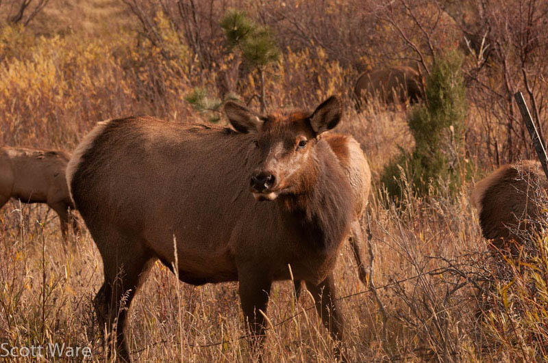 Elk