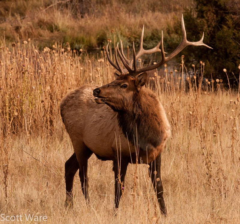 Elk