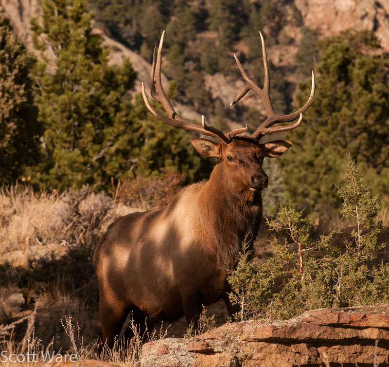 Elk