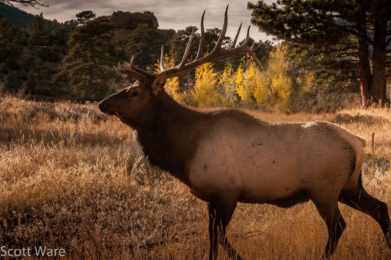 Elk