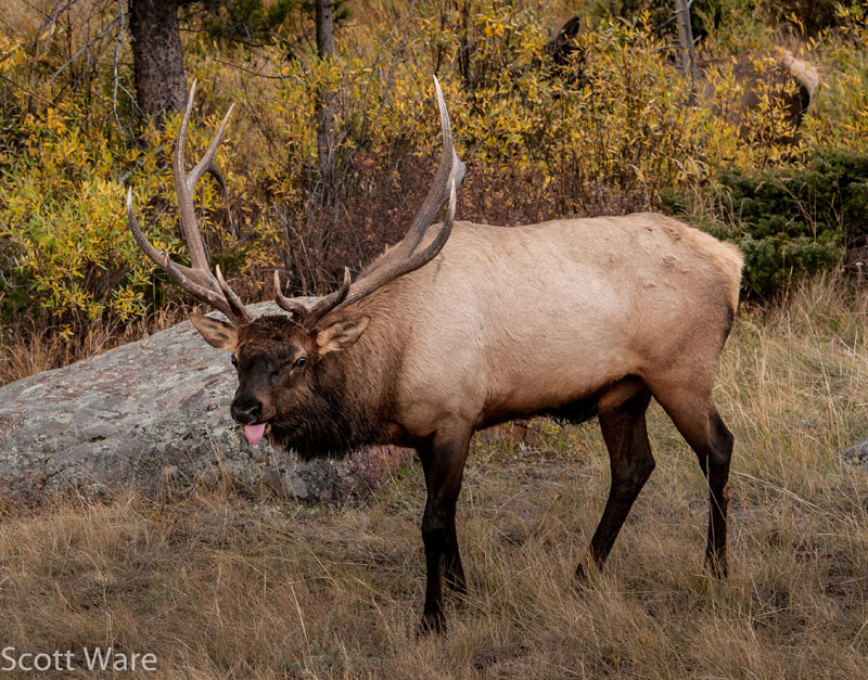 Bull Elk