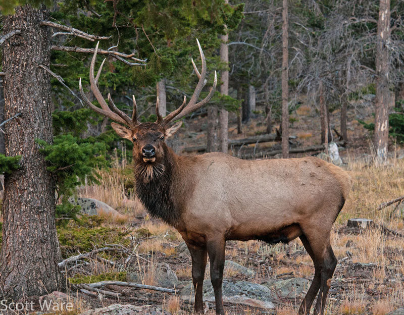 Elk