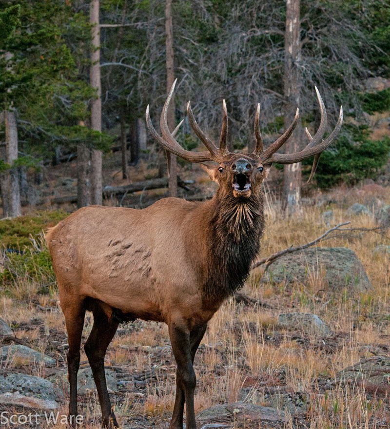 Elk