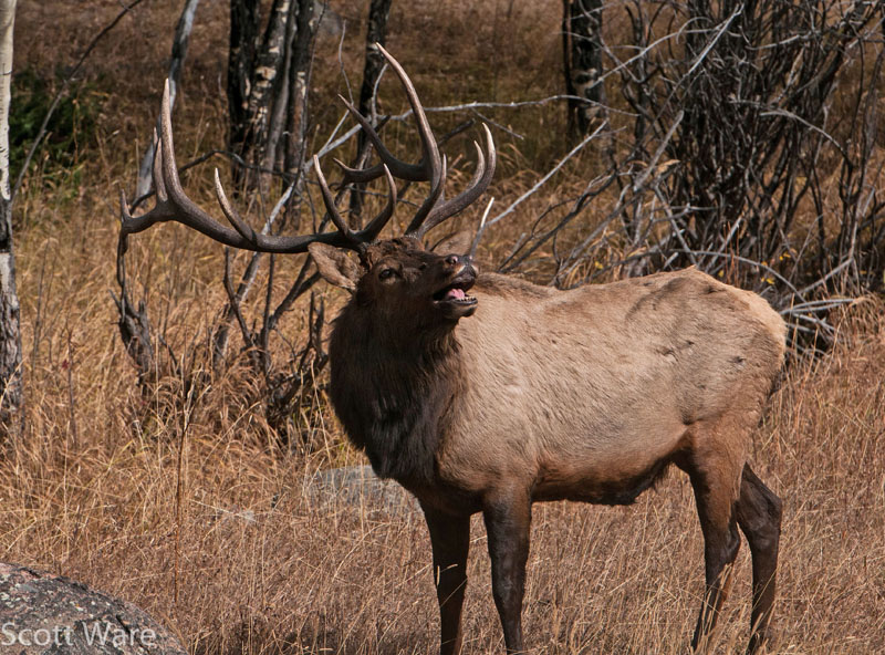 Elk