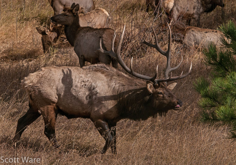 Elk