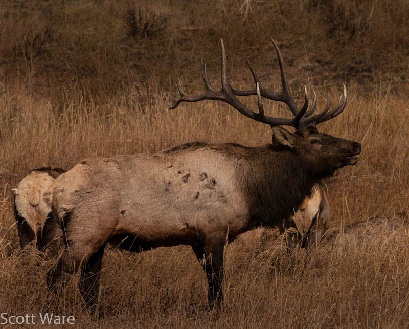 Elk
