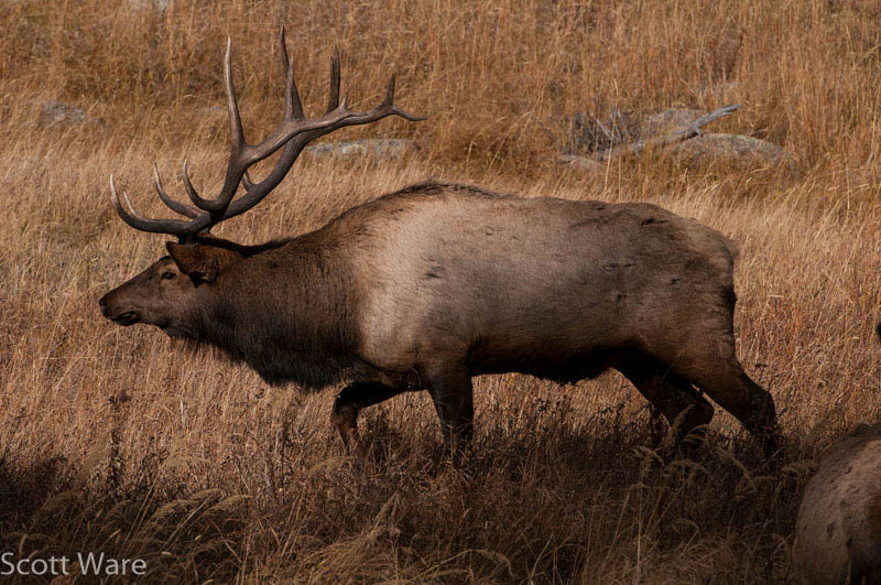 Elk