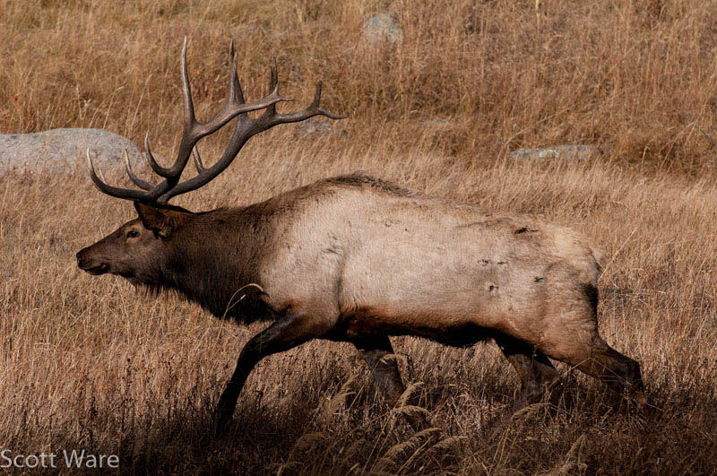Elk