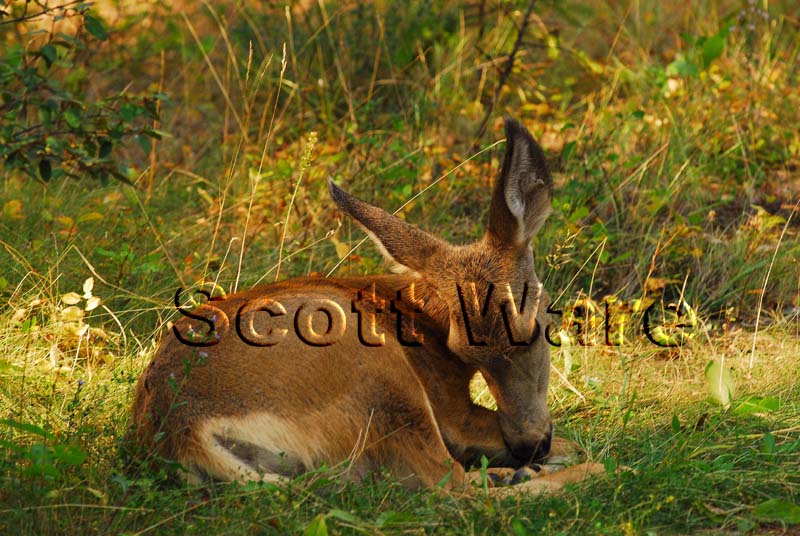 Mule Deer