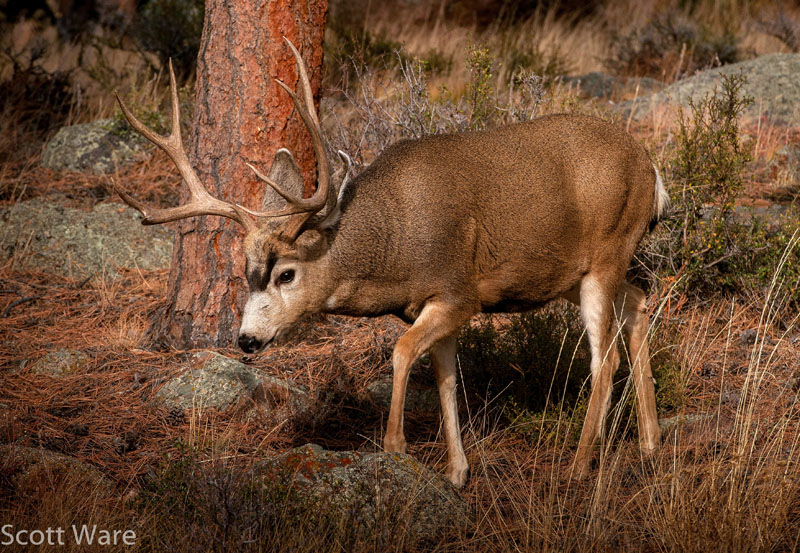 Mule Deer