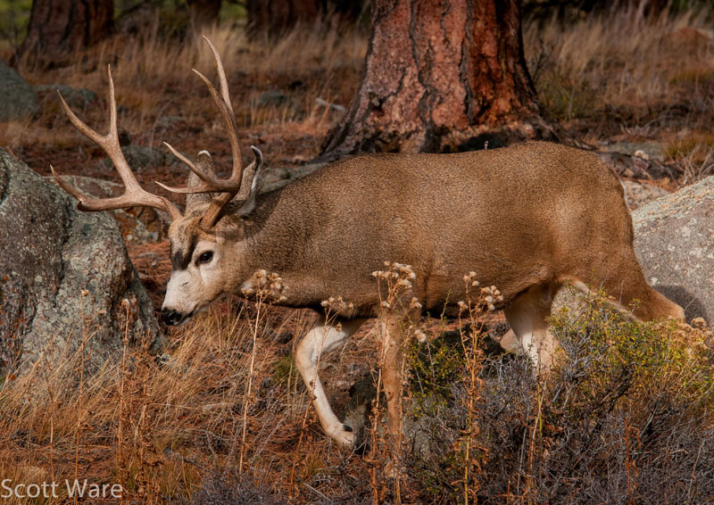 Mule Deer