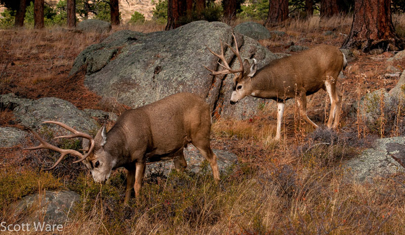 Mule Deer
