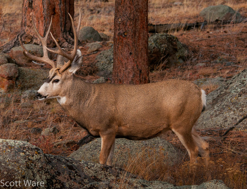 Mule Deer