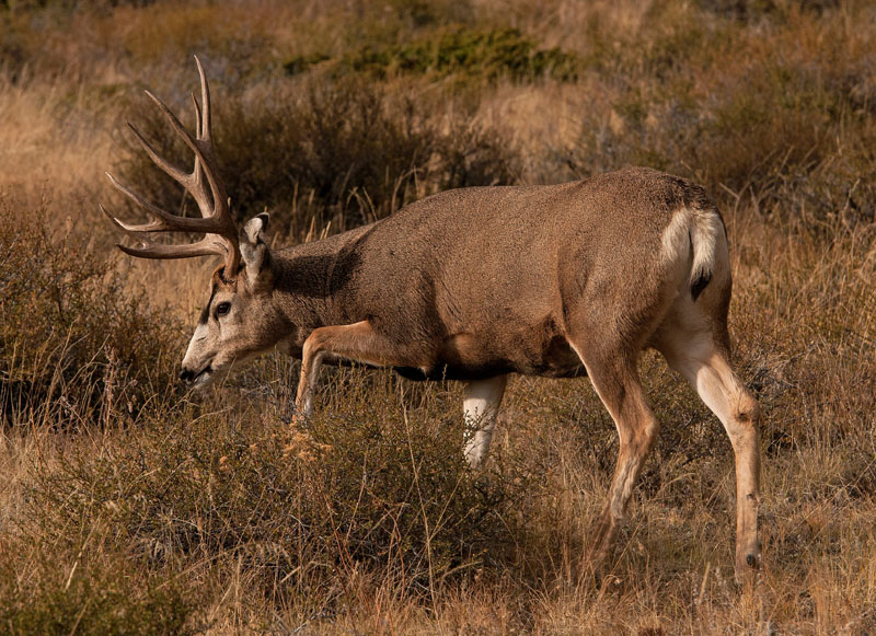 Mule Deer