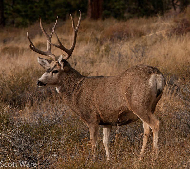 Mule Deer
