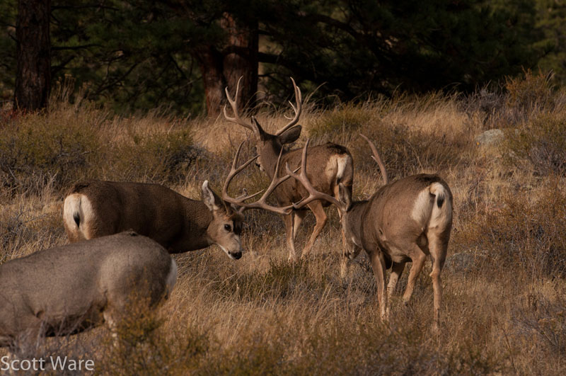 Mule Deer