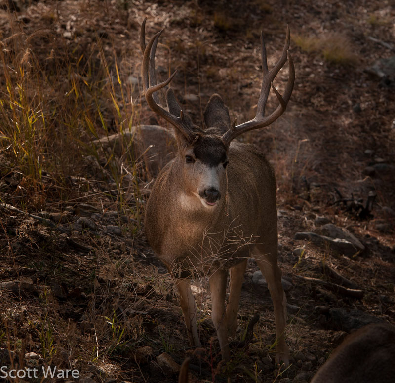 Mule Deer
