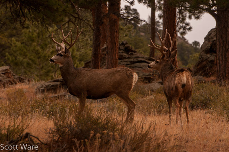 Mule Deer