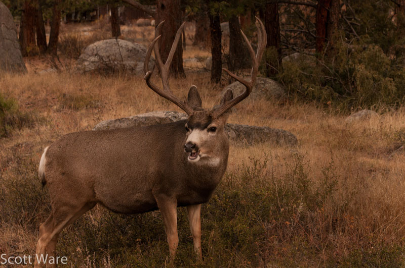 Mule Deer