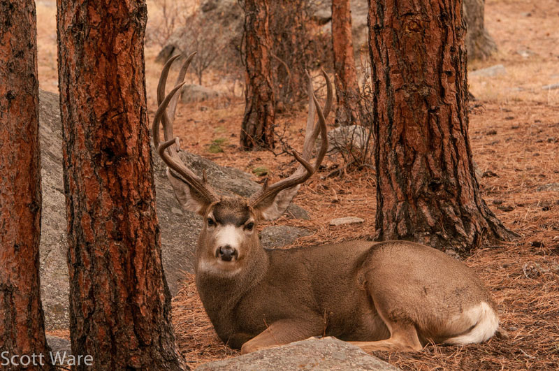 Mule Deer