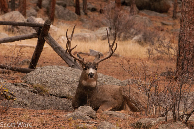Mule Deer