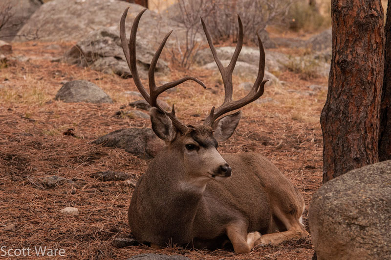 Mule Deer
