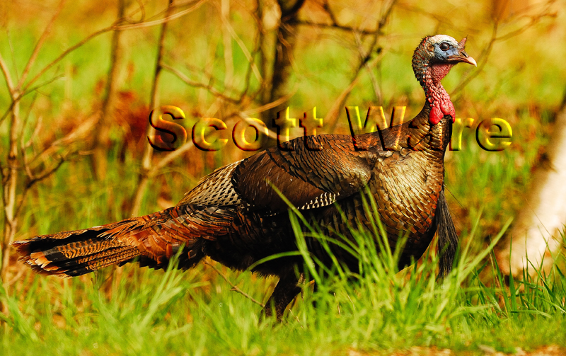 Tom Turkey