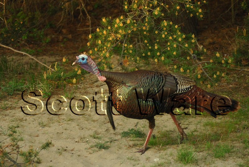 Tom Turkey