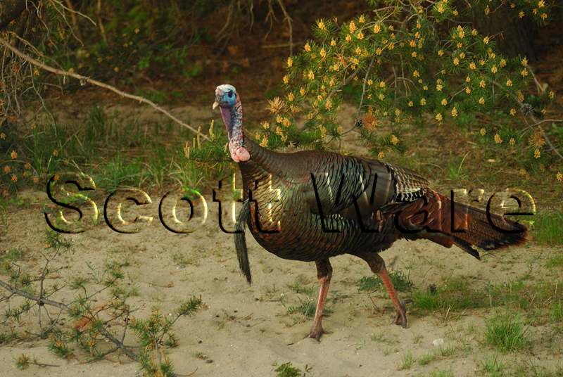 Tom Turkey
