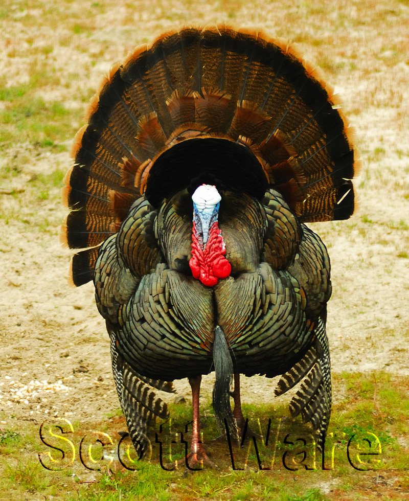 Tom Strutting