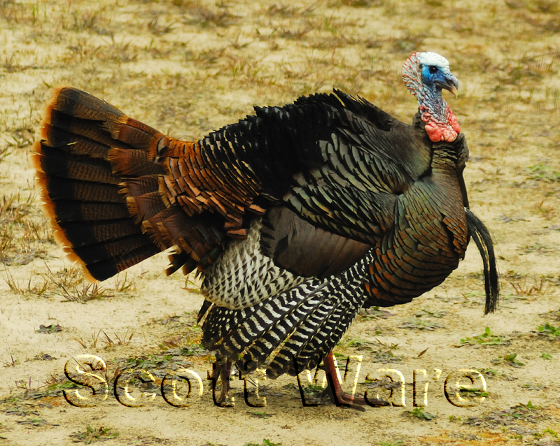 Strutting Tom