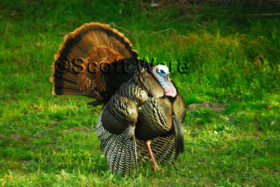 Strutting Tom