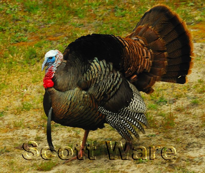 Tom Turkey