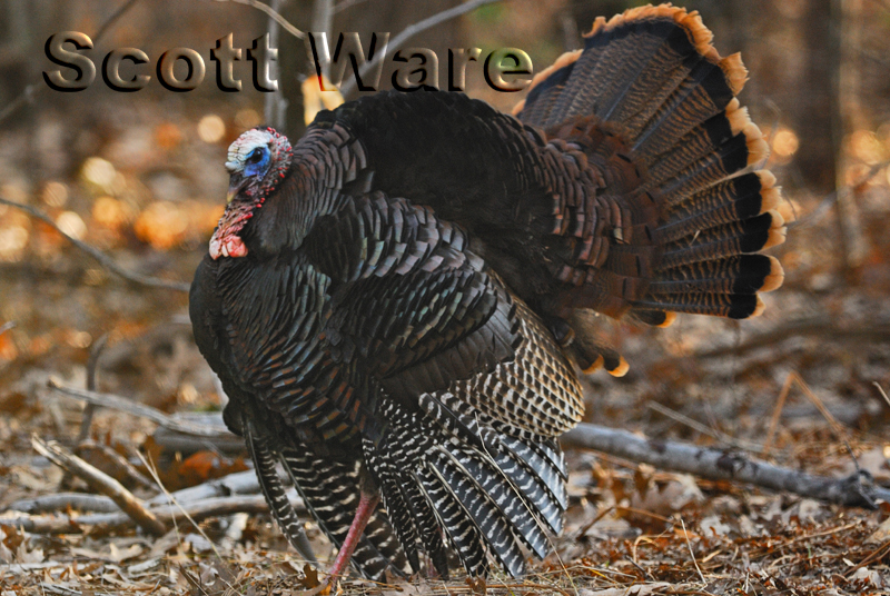 Strutting Jake