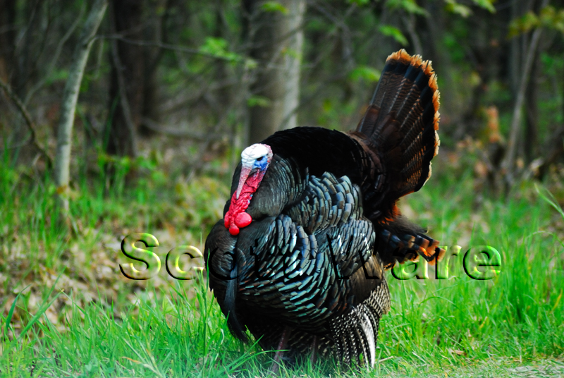 Strutting Turkey
