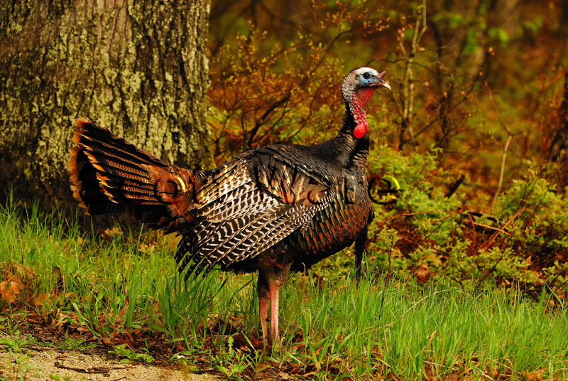 Tom Turkey