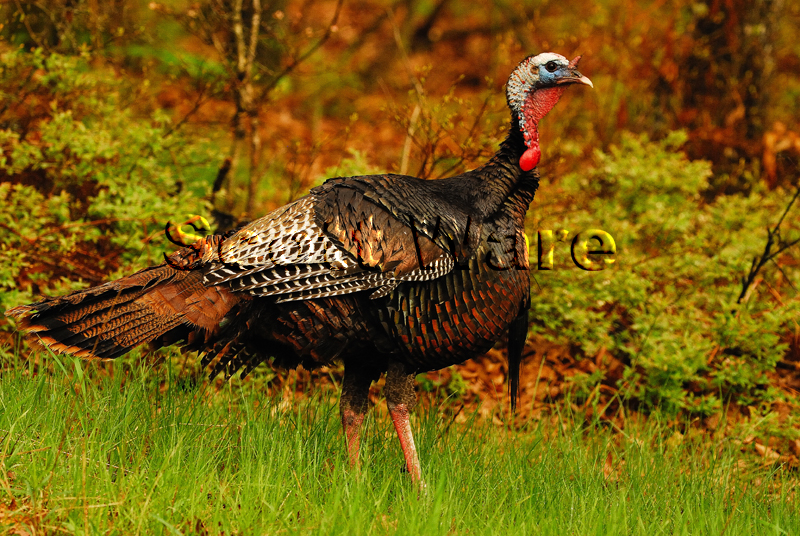 Tom Turkey