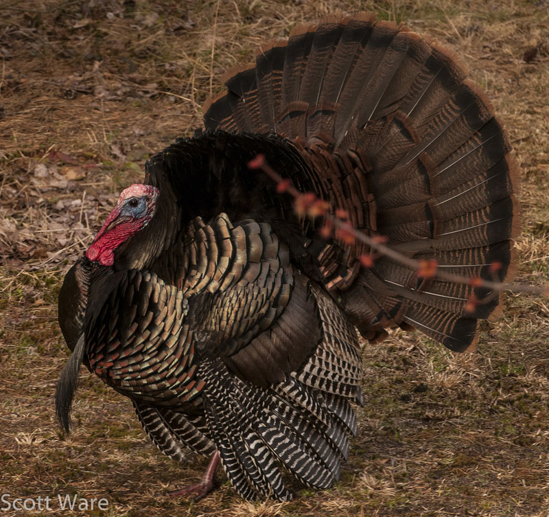 Strutting Turkey