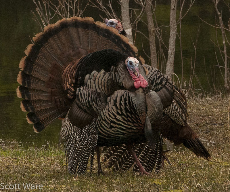 Tom Turkeys