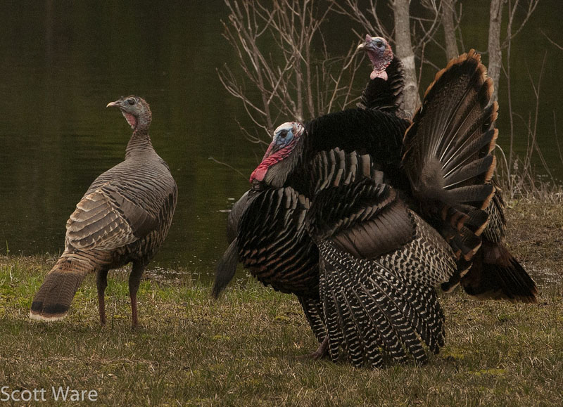 Turkeys