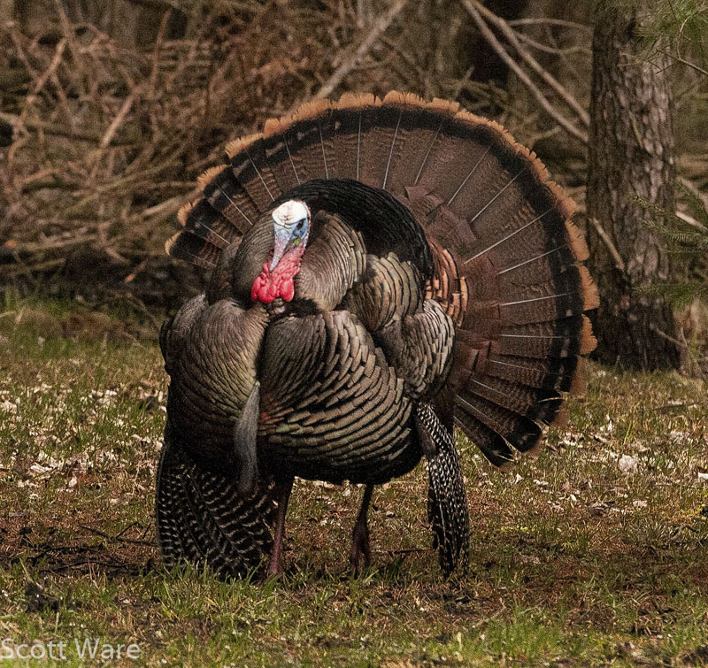 Strutting Turkey