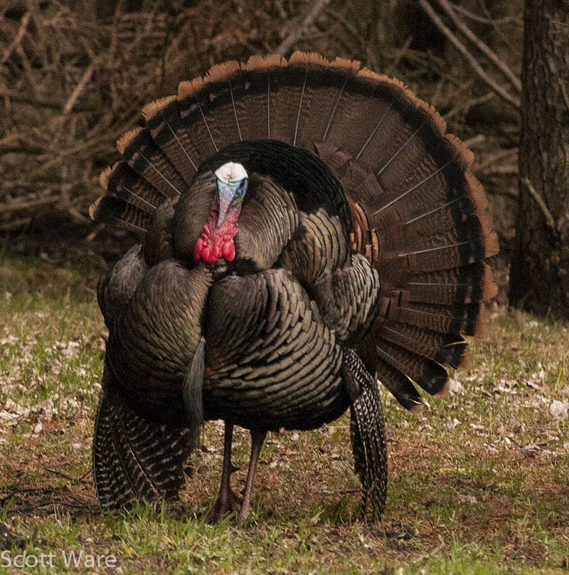 Strutting Tom<