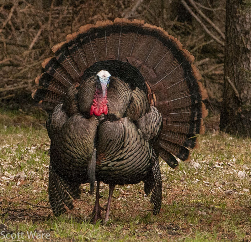 Strutting Tom<