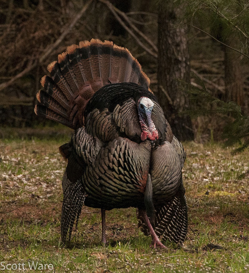 Strutting Tom<