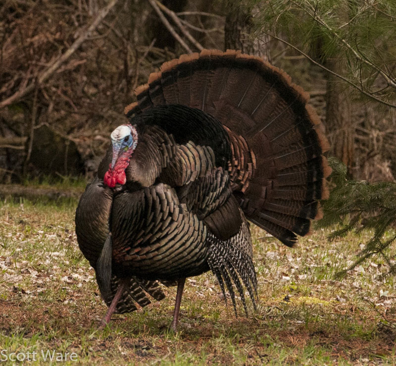Strutting Tom<